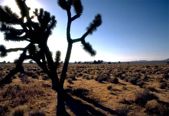 Mohave Desert